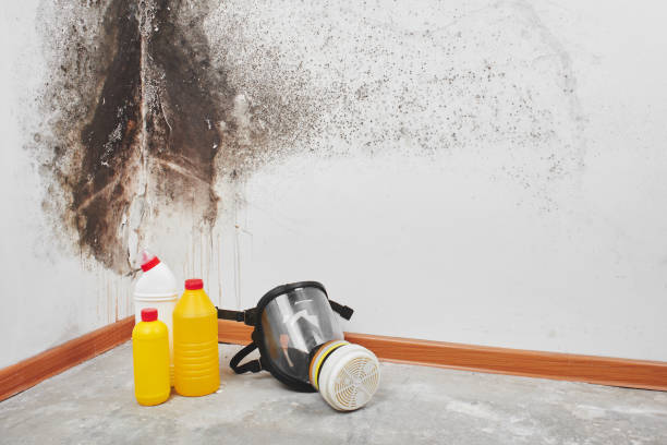 Best Localized Mold Remediation (e.g., coastal areas, humid climates) in Anamosa, IA